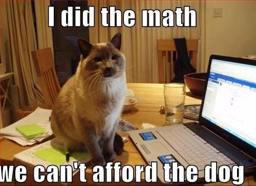 cat accountant